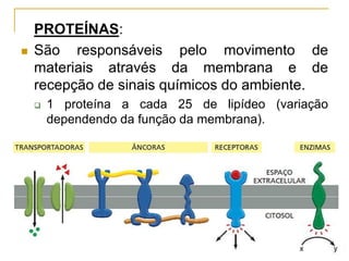PROTEÍNAS:
 São responsáveis pelo movimento de
materiais através da membrana e de
recepção de sinais químicos do ambiente.
 1 proteína a cada 25 de lipídeo (variação
dependendo da função da membrana).
 