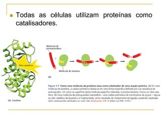  Todas as células utilizam proteínas como
catalisadores.
 
