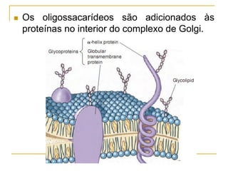  Os oligossacarídeos são adicionados às
proteínas no interior do complexo de Golgi.
 