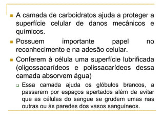 A camada de carboidratos ajuda a proteger a
superfície celular de danos mecânicos e
químicos.
 Possuem importante papel no
reconhecimento e na adesão celular.
 Conferem à célula uma superfície lubrificada
(oligossacarídeos e polissacarídeos dessa
camada absorvem água)
 Essa camada ajuda os glóbulos brancos, a
passarem por espaços apertados além de evitar
que as células do sangue se grudem umas nas
outras ou às paredes dos vasos sanguíneos.
 