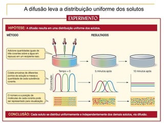 A difusão leva a distribuição uniforme dos solutos
 