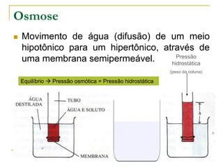 Osmose
 Movimento de água (difusão) de um meio
hipotônico para um hipertônico, através de
uma membrana semipermeável. Pressão
hidrostática
(peso da coluna)
Equilíbrio  Pressão osmótica = Pressão hidrostática
 