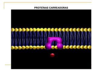 PROTEÍNAS CARREADORAS
 