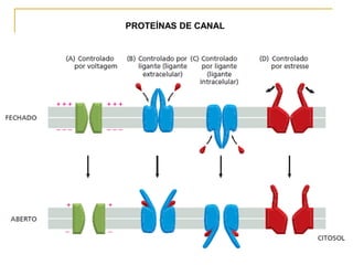 PROTEÍNAS DE CANAL
 