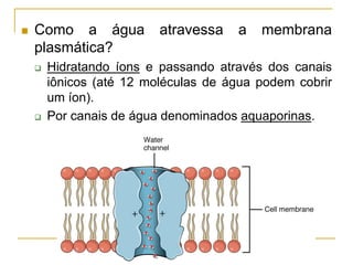  Como a água atravessa a membrana
plasmática?
 Hidratando íons e passando através dos canais
iônicos (até 12 moléculas de água podem cobrir
um íon).
 Por canais de água denominados aquaporinas.
 