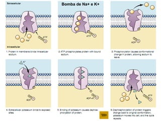 Bomba de Na+ e K+
 