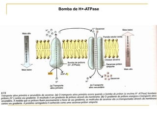 Bomba de H+-ATPase
 