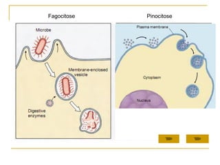 Fagocitose Pinocitose
 