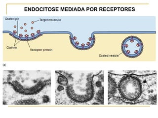 ENDOCITOSE MEDIADA POR RECEPTORES
 