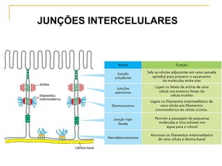 JUNÇÕES INTERCELULARES
 