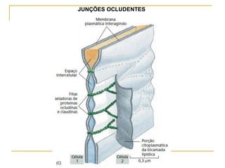 JUNÇÕES OCLUDENTES
 