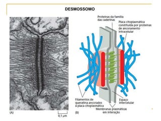 DESMOSSOMO
 