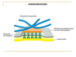 HEMIDESMOSSOMO
 