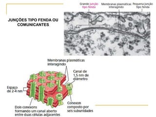 JUNÇÕES TIPO FENDA OU
COMUNICANTES
 
