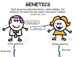 GENETICS
          Each gene has alternate forms, called alleles. For
        instance, the gene for eye colour may have 2 alleles:
                            brown or blue


                          Brown eyes


                                Blue eyes




      Father passed-on:                        Mother passed-on:


                                                         Blue eyes
Brown eyes
 