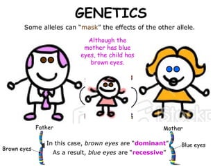 GENETICS
       Some alleles can “mask” the effects of the other allele.

                             Although the
                            mother has blue
                           eyes, the child has
                              brown eyes.




             Father                                    Mother

                In this case, brown eyes are “dominant”     Blue eyes
Brown eyes
                  As a result, blue eyes are “recessive”
 