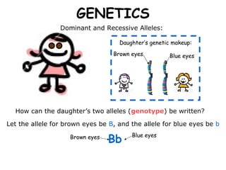 GENETICS
                 Dominant and Recessive Alleles:

                                    Daughter’s genetic makeup:

                                  Brown eyes          Blue eyes




  How can the daughter’s two alleles (genotype) be written?

Let the allele for brown eyes be B, and the allele for blue eyes be b

                                 Bb
                    Brown eyes          Blue eyes
 
