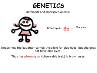 GENETICS
                  Dominant and Recessive Alleles:




                                              Bb
                                 Brown eyes            Blue eyes




Notice how the daughter carries the allele for blue eyes, but she does
                       not have blue eyes.

       Thus her phenotype (observable trait) is brown eyes.
 