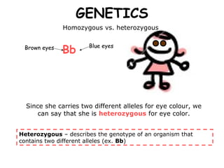 GENETICS
              Homozygous vs. heterozygous


              Bb
 Brown eyes           Blue eyes




  Since she carries two different alleles for eye colour, we
      can say that she is heterozygous for eye color.


Heterozygous – describes the genotype of an organism that
contains two different alleles (ex. Bb)
 