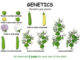 GENETICS
             Mendel’s pea plants




He observed 2 traits for each part of the plant
 