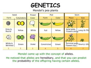 GENETICS
                     Mendel’s pea plants




         Mendel came up with the concept of alleles.
He noticed that alleles are hereditary, and that you can predict
    the probability of the offspring having certain alleles.
 