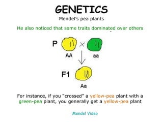 GENETICS
                  Mendel’s pea plants

He also noticed that some traits dominated over others




For instance, if you “crossed” a yellow-pea plant with a
 green-pea plant, you generally get a yellow-pea plant

                        Mendel Video
 