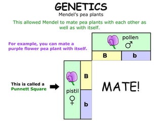 GENETICS
                      Mendel’s pea plants
  This allowed Mendel to mate pea plants with each other as
                      well as with itself.


For example, you can mate a
purple flower pea plant with itself.




 This is called a
 Punnett Square                         MATE!
 