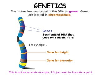 GENETICS
 The instructions are coded in the DNA as genes. Genes
              are located in chromosomes.




                           Genes
                           Segments of DNA that
                           code for specific traits

                For example…

                               Gene for height


                               Gene for eye-color



This is not an accurate example. It’s just used to illustrate a point.
 