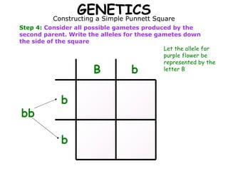 GENETICS Square
          Constructing a Simple Punnett
Step 4: Consider all possible gametes produced by the
second parent. Write the alleles for these gametes down
the side of the square
                                             Let the allele for
                                             purple flower be
                                             represented by the
                       B            b        letter B




             b
bb

             b
 