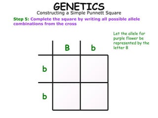 GENETICS Square
          Constructing a Simple Punnett
Step 5: Complete the square by writing all possible allele
combinations from the cross

                                             Let the allele for
                                             purple flower be
                                             represented by the
                       B           b         letter B




             b


             b
 