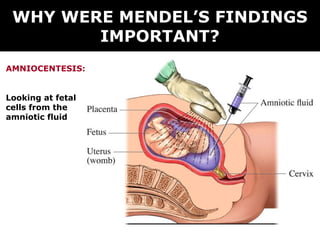WHY WERE MENDEL’S FINDINGS
        IMPORTANT?
AMNIOCENTESIS:


Looking at fetal
cells from the
amniotic fluid
 