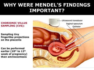 WHY WERE MENDEL’S FINDINGS
         IMPORTANT?

CHORIONIC VILLUS
SAMPLING (CVS):


Sampling tiny
fingerlike projections
on the placenta


Can be performed
earlier (10th to 12th
week of pregnancy)
than amniocentesis
 