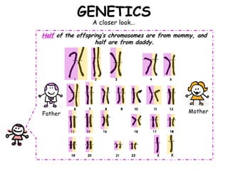 GENETICS
                A closer look…

Half of the offspring’s chromosomes are from mommy, and
                   half are from daddy.




Father                                          Mother
 
