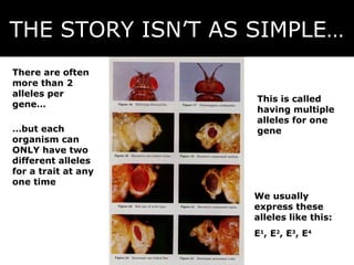 THE STORY ISN’T AS SIMPLE…
There are often
more than 2
alleles per
                     This is called
gene…
                     having multiple
                     alleles for one
…but each            gene
organism can
ONLY have two
different alleles
for a trait at any
one time
                     We usually
                     express these
                     alleles like this:
                     E1, E2, E3, E4
 