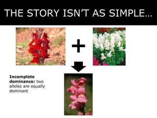 THE STORY ISN’T AS SIMPLE…




Incomplete
dominance: two
alleles are equally
dominant
 