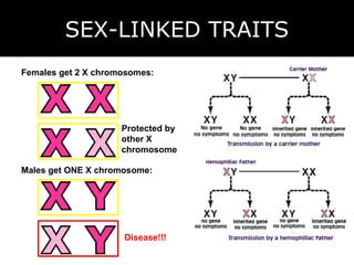 SEX-LINKED TRAITS
Females get 2 X chromosomes:




                     Protected by
                     other X
                     chromosome

Males get ONE X chromosome:




                     Disease!!!
 