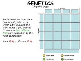 GENETICS
                        Dihybrid cross




So far what we have done
is a monohybrid cross,
which only involves one
trait. What if you wanted
to see how two different
traits are passed on to the
next generation?

Male RrYy x Female RrYy
 