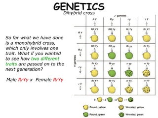 GENETICS
                        Dihybrid cross




So far what we have done
is a monohybrid cross,
which only involves one
trait. What if you wanted
to see how two different
traits are passed on to the
next generation?

Male RrYy x Female RrYy
 