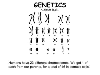 GENETICS
                      A closer look…




Humans have 23 different chromosomes. We get 1 of
each from our parents, for a total of 46 in somatic cells.
 