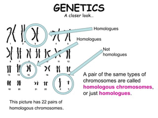GENETICS
                               A closer look…


                                                Homologues

                                    Homologues

                                                   Not
                                                   homologues



                                        A pair of the same types of
                                        chromosomes are called
                                        homologous chromosomes,
                                        or just homologues.
This picture has 22 pairs of
homologous chromosomes.
 