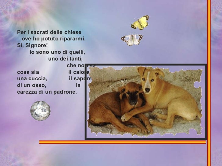 Preghiera di un cane abbandonato