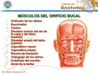 01 musculos de la cabeza[1] | PPT