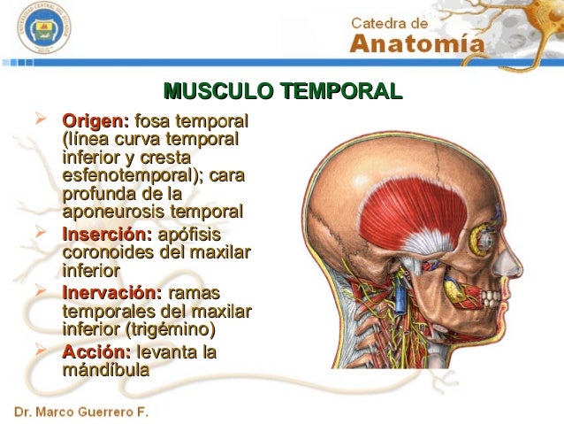 inserción del músculo temporal inserción del músculo temporal