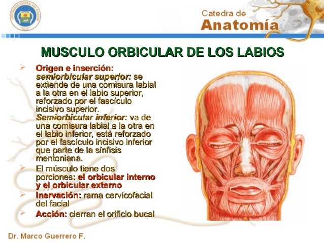 MUSCULO ORBICULAR DE LOS LABIOS EPUB MUSCULO ORBICULAR DE LOS LABIOS EPUB