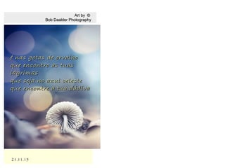 21.11.1521.11.15
Art by ©Art by ©
Bob Daalder PhotographyBob Daalder Photography
é nas gotas de orvalhoé nas gotas de orvalho
que encontro as tuasque encontro as tuas
lágrimaslágrimas
que seja no azul celesteque seja no azul celeste
que encontre a tua dádivaque encontre a tua dádiva
 