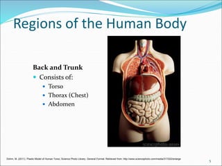 Introduction to Human Anatomy (Nursing) Lecture 01 | PPT