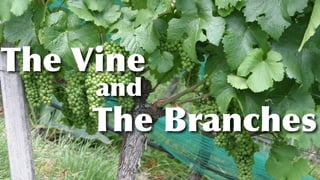 The Vine
and
The Branches
 