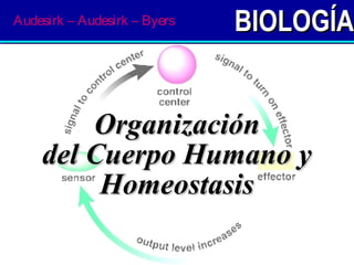 BIOLOGÍABIOLOGÍA
OrganizaciónOrganización
del Cuerpo Humano ydel Cuerpo Humano y
HomeostasisHomeostasis
Audesirk – Audesirk – Byers
 