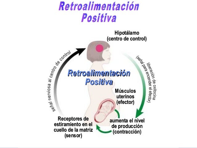 Ejemplos De Retroalimentacion Positiva En El Cuerpo Humano