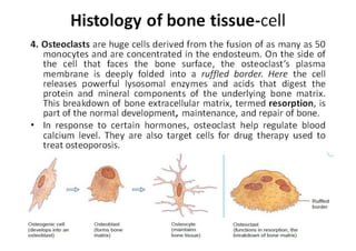 osseous system
